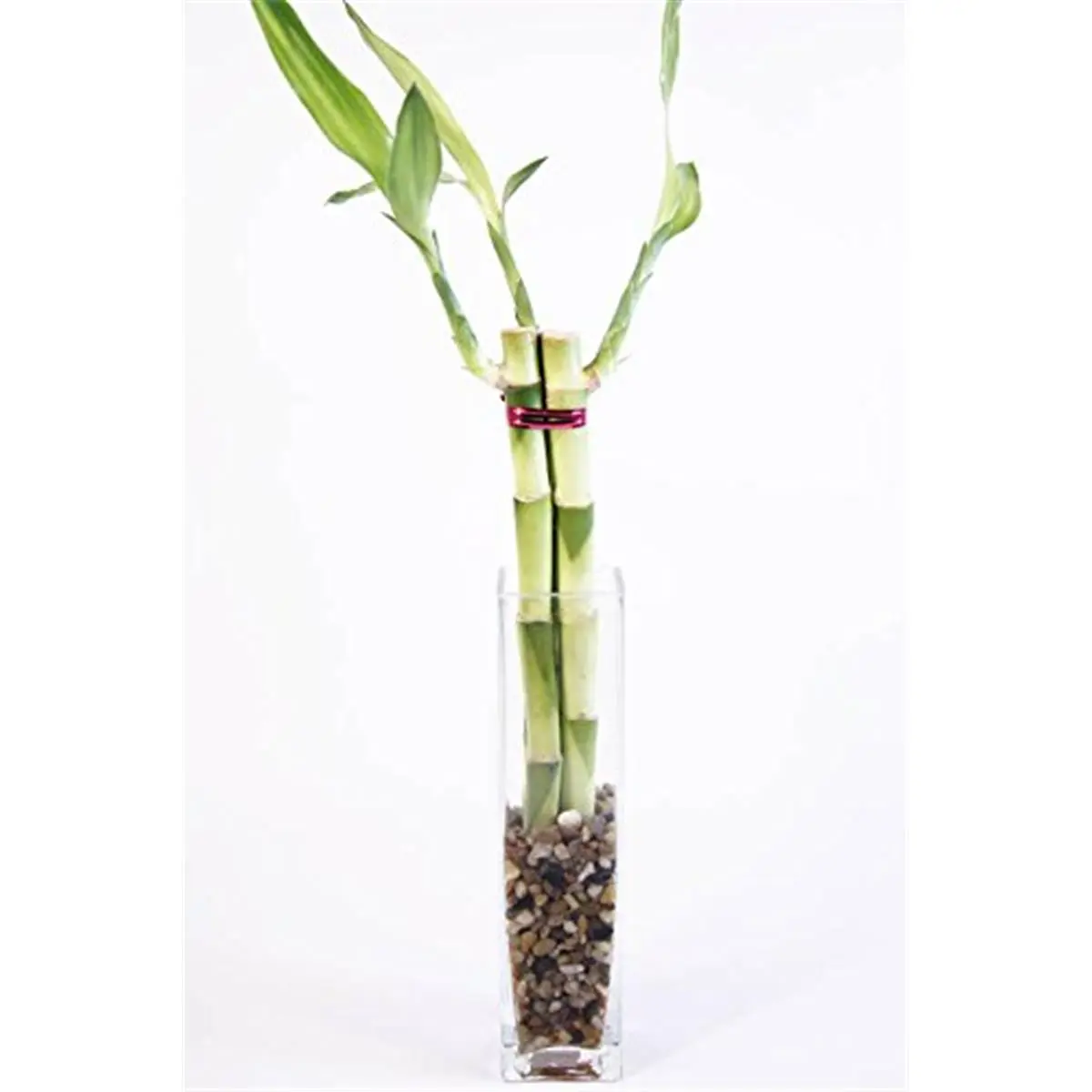 Athenas Garden BA-3BSS12-CG003-PRSM 8 in. Handcrafted Glass Bamboo Sculpture Glass Vase, Mixed Colors Polished Stones Arrangement, Long Lived Home Decor Accent