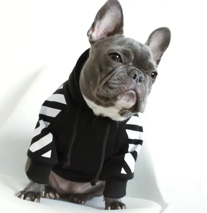 Fashion Now Product Corgi, Polyester Pet Dog Hoodie Winter Sports Dog Clothes//
