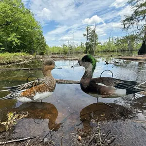 Wigeon Drake and Hen Silhouettes