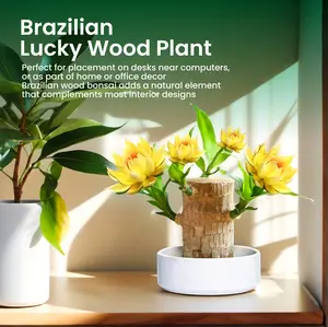 Brazilian Lucky Wood, Plant ，Tree，Ornaments ，Wooden，Bring You Luck，Increase Wealth, Mysterious Doll with Base, Easy to Grow Indoors, Decor Gift Home Office Decoration Flowers