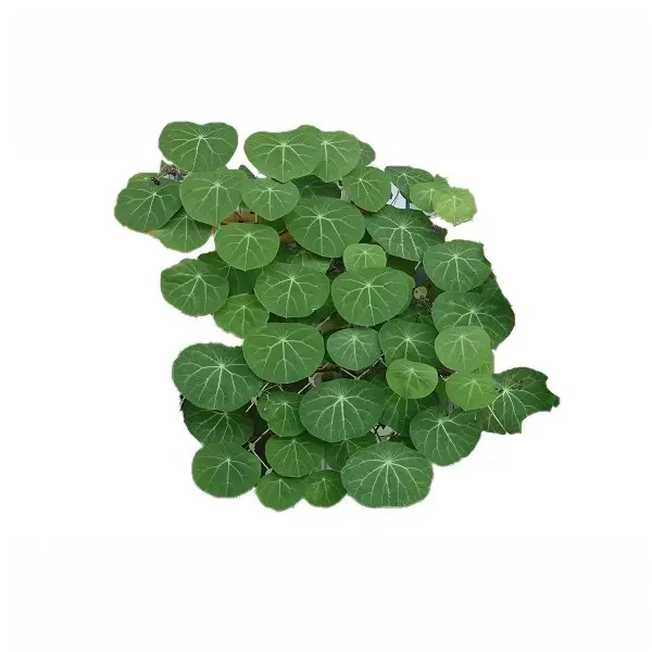 Coin Vine Stephania Erecta & Cepharantha Red Vine Bare Root Caudex Starter - Easy-Grow, Low-Water Climbing Succulent for Beginner Indoor Houseplant & Patio Garden Enthusiasts