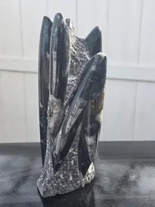 XL orthoceras limestone statue! 4.5 pounds, 9 inches tall, 3.3" wide