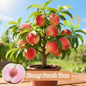 Peach saplings have been cultivated and can be planted immediately. They have strong cold resistance. The tree is one to two years old. The peaches are sweet and delicious. They are suitable for potted planting in gardens, gardens and balconies.