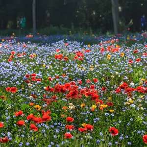 Wildflower Seeds Mixed, Perennial Flower Seeds fo Plating (1800 Seeds)