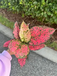 Aglaonema super pink kamkoon - 4" pot