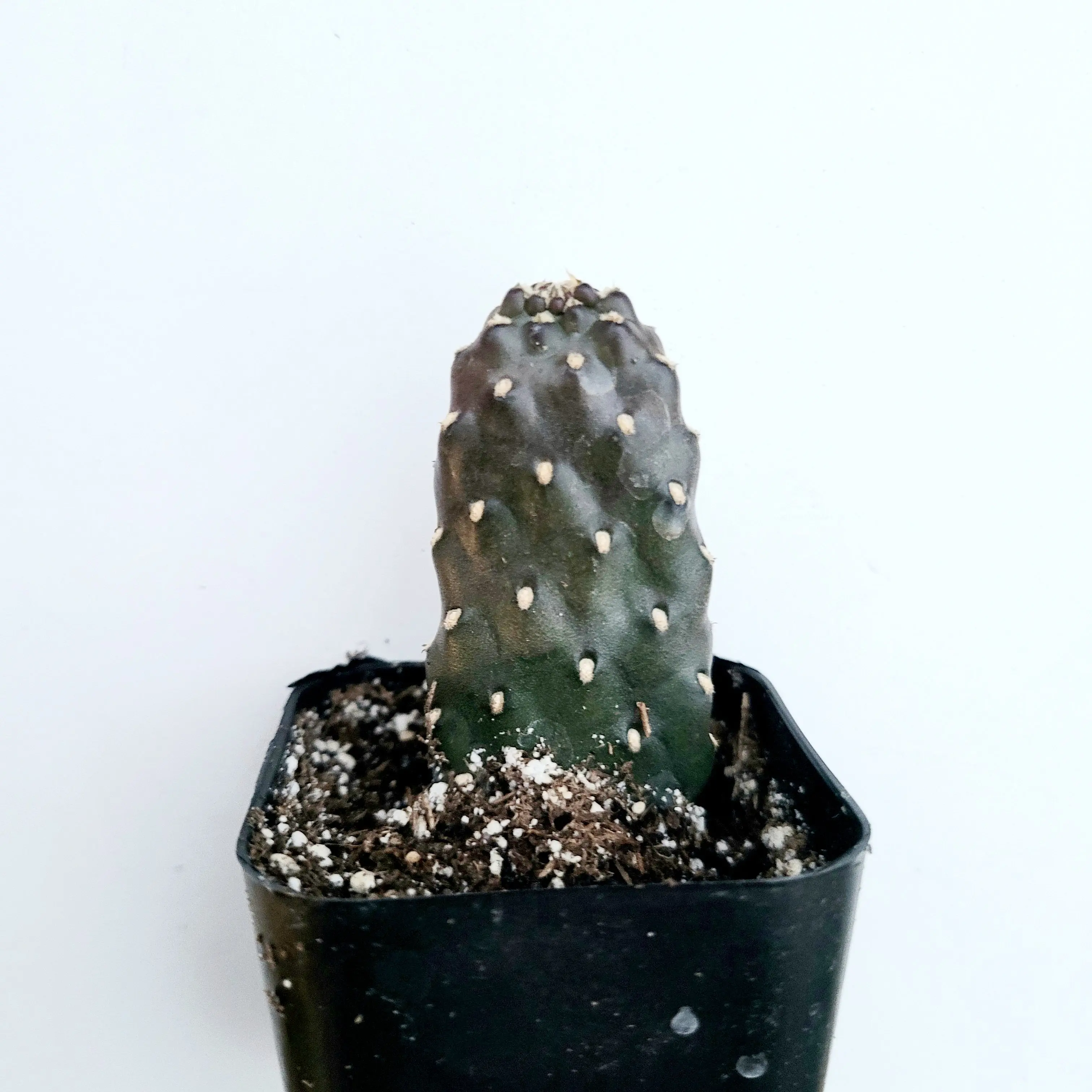 Opuntia rubescens 'Road Kill Cactus'