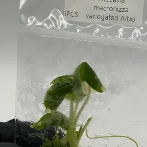 Alocasia Macrorrhizos Albo – Giant Variegated Elephant Ear Tissue Culture Plant | Collector TC