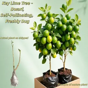 Key Lime Tree - Dwarf, Self-Pollinating, Fast-Growing, Easy Care, Great for Patios & Balconies - Live Plant for Home Garden, Premium Aromatic Variety