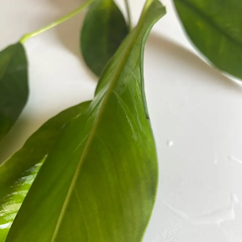 Large Anubias Live Aquatic Plant- Durable, tall plant for aquascaping freshwater aquariums!