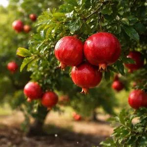 Pomegranate Seeds – Fruit Tree Seeds for Garden, Easy Grow Outdoor Plants