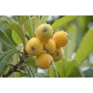 Loquat Tree Sweet Yellow Plum Mispero Nispero Seedling Live Starter Plant