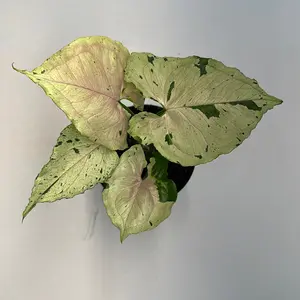 Syngonium Green splash- Collector's Plant with Variegated Green Leaves & White Splashes, Low Light Tolerant, Easy Care, Tropical Houseplant from the United States