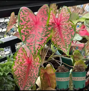 Pink Panther Caladium Plant – Vibrant Heart-Shaped Leaves, Easy Indoor/Outdoor Care, Adds Colorful Touch to Home, Garden, or Patio Décor