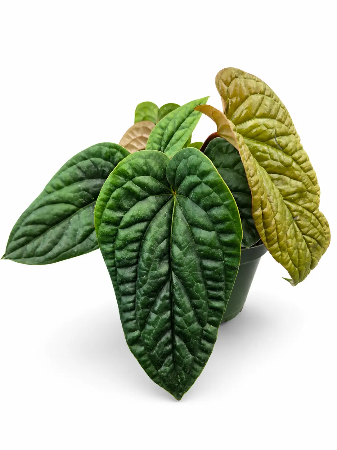 Anthurium Luxurians x Radicans Live Indoor Plant, Low-Maintenance Garden Supply for Home Improvement