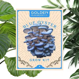 Blue Oyster Mushroom Grow Kit – Fresh & Fun DIY Mushroom Growing!