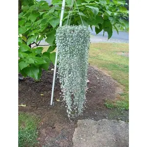Dichondra Silver Falls ( LIVE STARTER PLANT)  Perennial FLOWERS! VINE