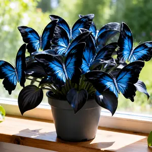 800 Blue Black Hosta Seeds – Striking Ornamental Foliage Seeds for Indoor Pots, Shade Garden & Patio Decor