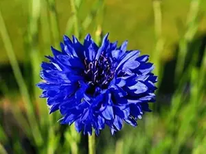 200 Dwarf Bachelor Button Seeds for Planting - Grown Cornflower Seeds for Planting - Centaurea Cyanus Blue Flowers