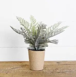 Paper Pot Fern