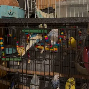 Bird Toy Set, 11pcs/set Colorful Bird Toy, Bird Chew Toy, Bird Swing Toy, Bird Cage Toy, Pet Supplies for Parrot, Cockatiel, Parakeet, Lovebird
