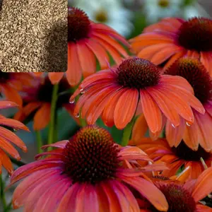 Green River 50 Orange You Awesome Coneflower Seeds - Flower Seed Pack, Perennial Echinacea Mix, Drought-Resistant Blooms, Fast-Growing Rare Flower Seeds for Pollinator Gardens