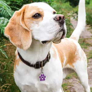 LIVEKEY Personalized Dog Tag For Pets Engraved Dog Name Tag Waterproof Slide On Cat ID Tags