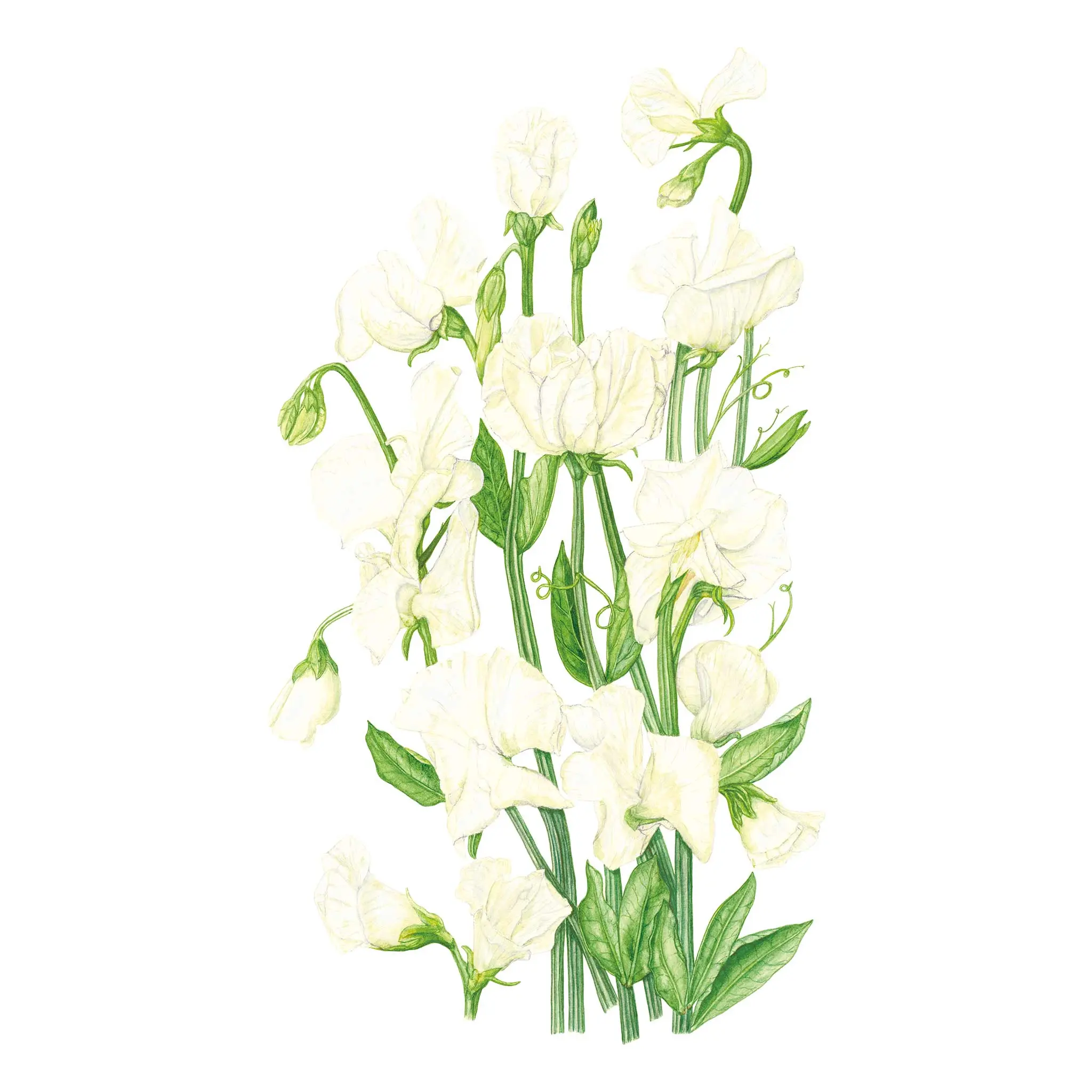 Spencer Sweet Pea Flower Seeds, Deer Resistant, Fragrant Blooms, Ruffled 1-2 Inches Flowers, Abundant Blooms for Garden Planting