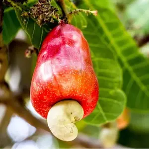 Cashew Tree Seeds for Planting (6 Seeds) - Anacardium occidentale