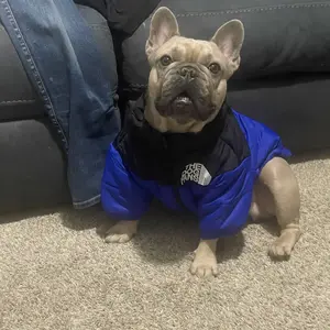 Warm Winter Dog Jacket - Cozy, Stylish, Lightweight Polyester for All Seasons, Available in Multiple Colors and Sizes Puppy