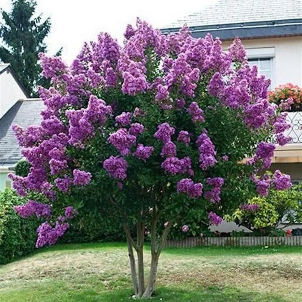 20 Exotic Violet Purple Crape Myrtle Seeds rare flower exotic tree plant for garden flower