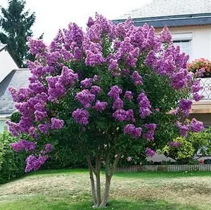 20 Exotic Violet Purple Crape Myrtle Seeds rare flower exotic tree plant for garden flower