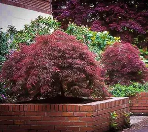 Red Dragon Weeping Japanese Maple