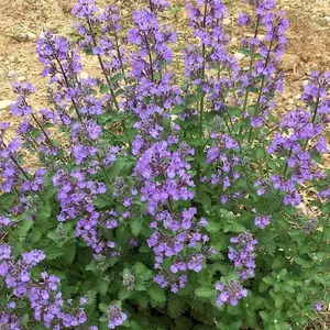 Catnip ‘Whispurr Blue’ Live Plant - Lovers Catmint Blue Flowers