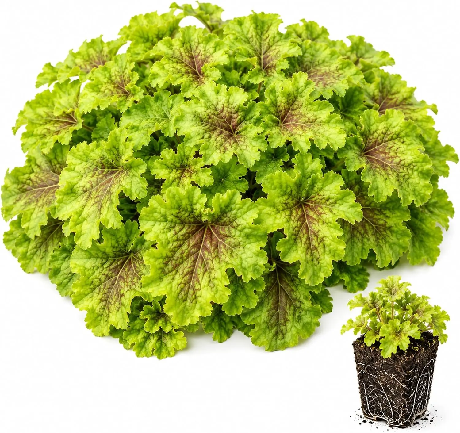 CZ GRAIN Compact Ruffled Leaf Heuchera Live Starter Plant - Colorful Foliage Perennial with Lime Green & Burgundy Coral Bells for Shade, Partial Shade Gardens