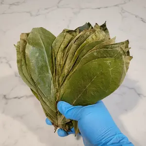 Organic Whole Soursop Leaves(Annona muricata)