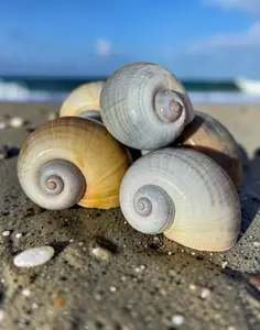 “Snail Treasures” “Snail Treasures”