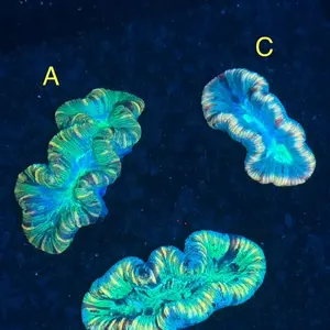 Rainbow Trachy Coral - Colorful Coral with Unique Structures