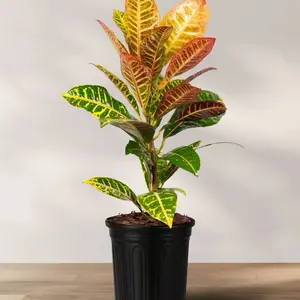 Croton plant