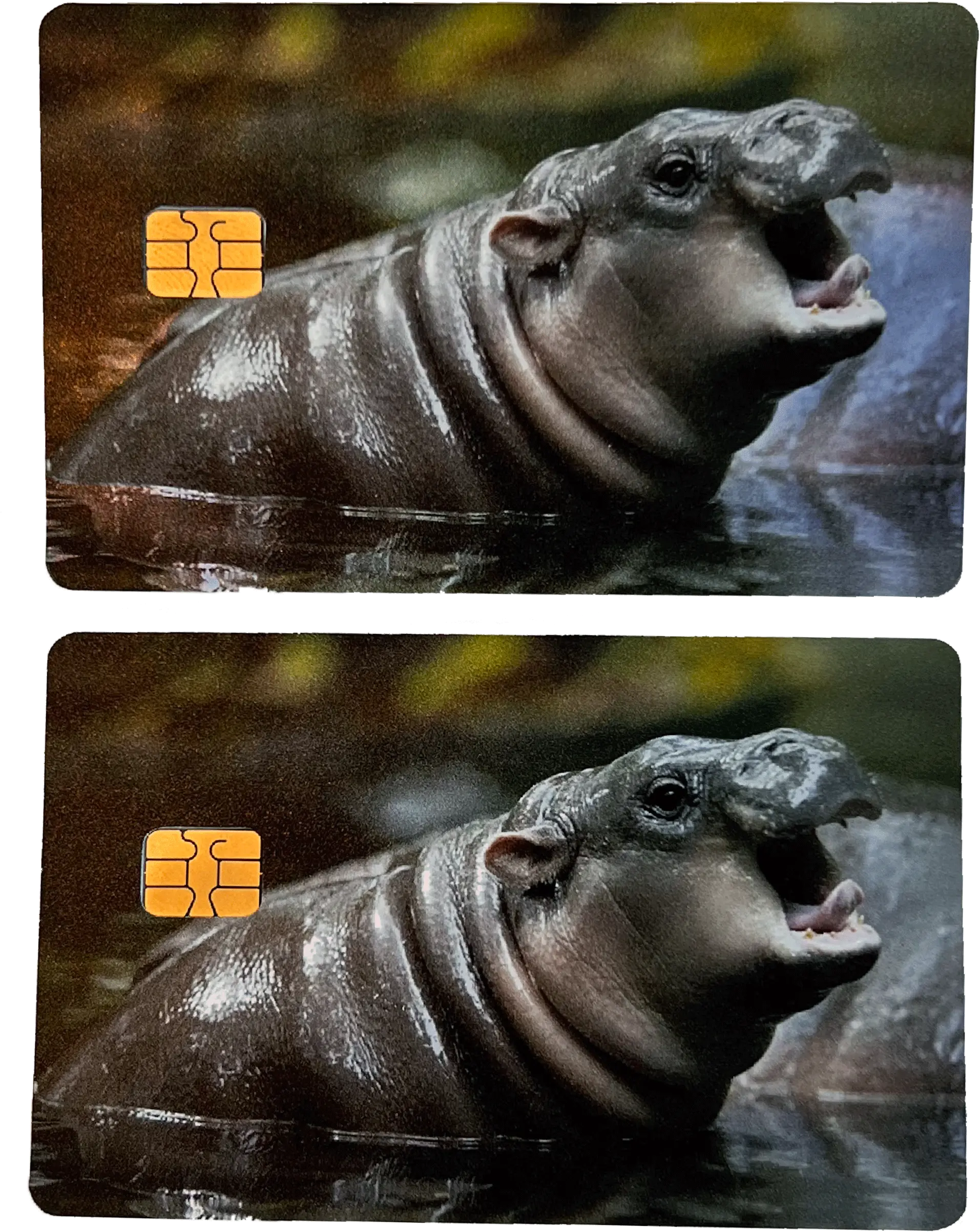 Cute Hippo Moo Deng Card Skin (2pcs)