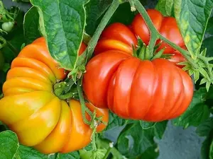 Lot of 3 RARE OLD GERMAN TOMATO LIVE PLANTS 6 to 10 inches