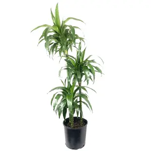 Dracaena Lisa Elegance Cane - Live Plant in a 10 inch Pot - Dracaena Deremensis - Beautiful Easy Care Air Purifying Indoor Houseplant