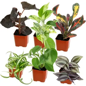 Easy to Grow Houseplants (Pack of 6), Live House Plants in Containers, Growers Choice Plant Set in Planters with Potting Soil Mix
