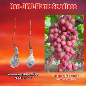 "Flame Seedless Grapes – Sweet, Juicy & Easy to Grow at Home!"