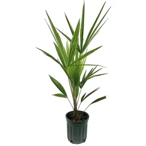 Windmill Palm - Live Plants in 4 Inch Pots - Trachycarpus Fortunei - Hardy Palm from Florida