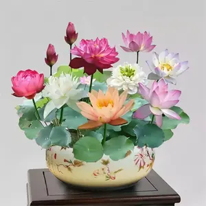 20 Mixed Miniature Water Lily & Lotus Seeds Colorful Blooms for Bowls, Ponds & Water Gardens Non-GMO