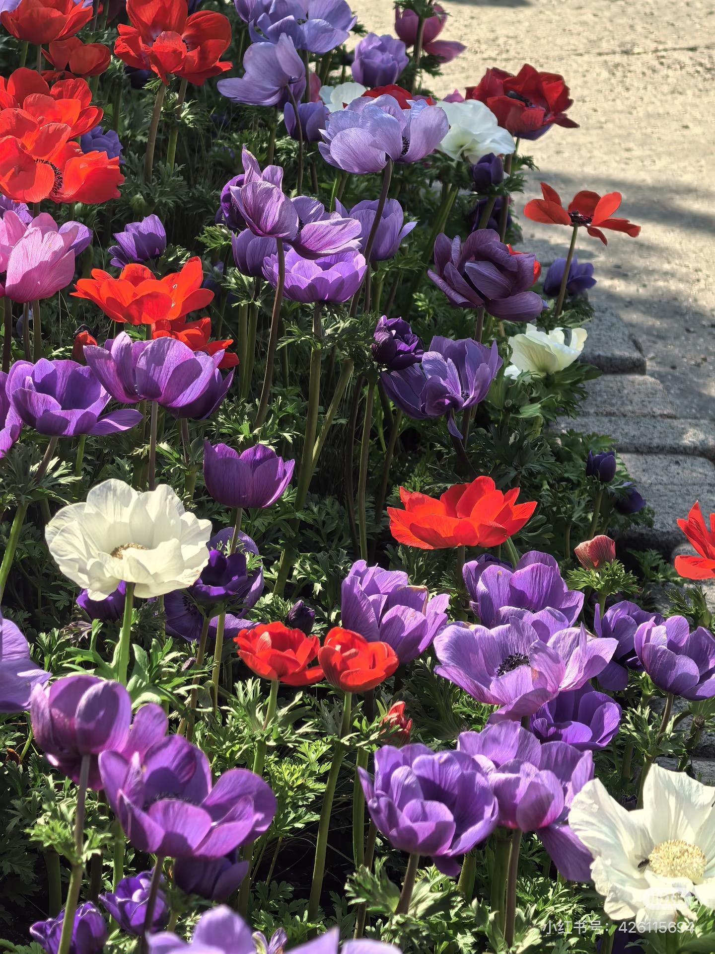 High Germination Mixed Anemone Seeds | Perennial Colorful Garden Flowers