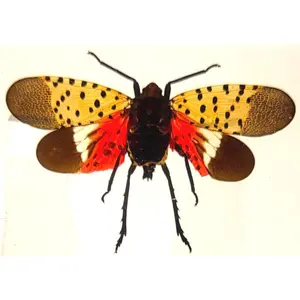 72mm Real Spotted Lanternfly Cicada w/Open Wings in Crystal Clear Lucite Resin Specimen Preserved Insect Taxidermy Crafts Collection