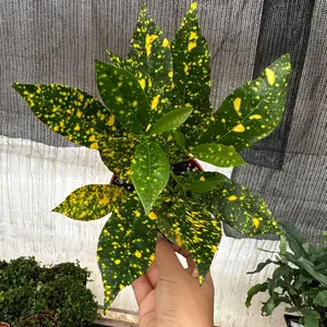 Gold dust croton 4 in pot live plant