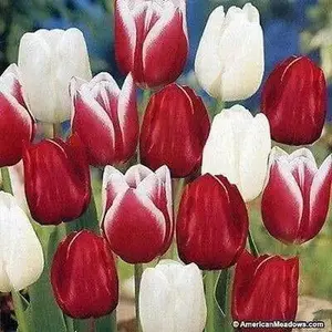 Tulip Bulbs 'Candy Cane Mixed  'Bloom Spring,12/+cm,