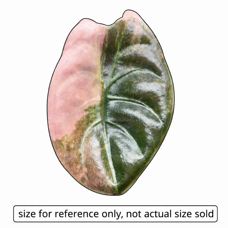 Alocasia Cuprea Pink Albo – Rare Variegated Tissue Culture Plant | Exotic Collector TC